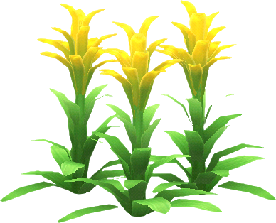 guzmania jaune