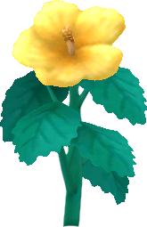yellow island hibiscus