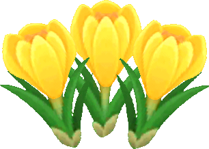 yellow crocuses