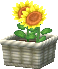 Gelb-Sonnenblumen