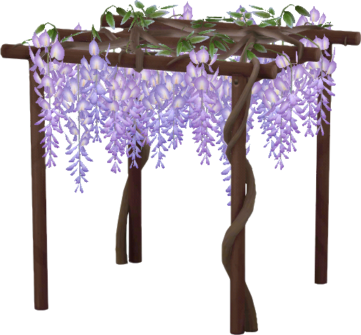 pergola glycine violette