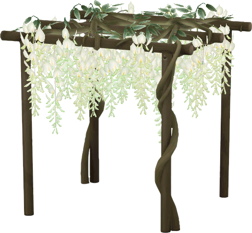 pergola glycine blanche