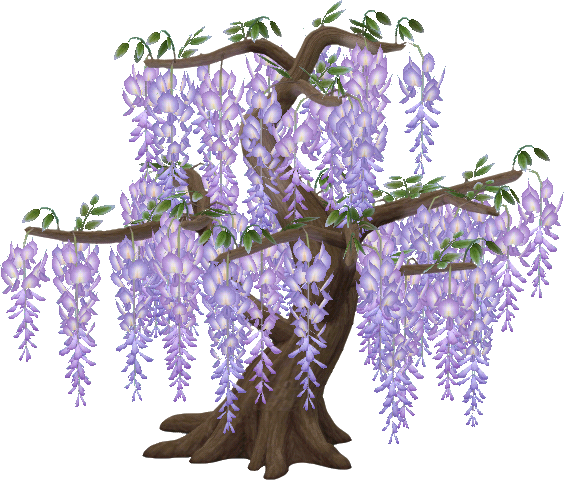 arbre glycine violette