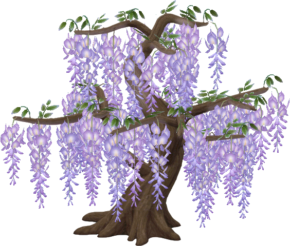 big wisteria tree A