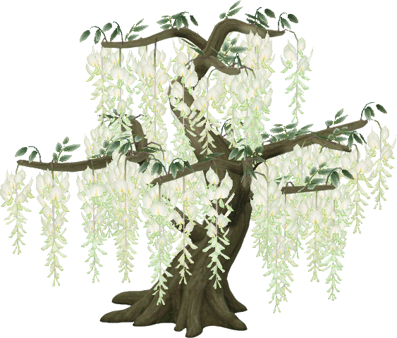 albero di glicine bianco