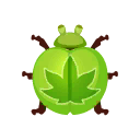 초록색 단풍잎무당벌레