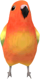 agapornis naranja