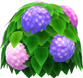 buisson hortens. violets