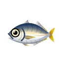 island horse mackerel