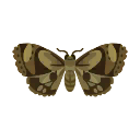 island moth