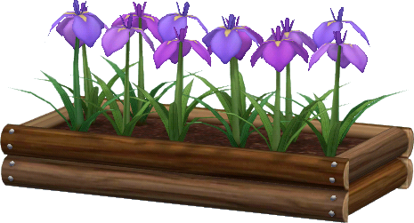 jardinière iris violets