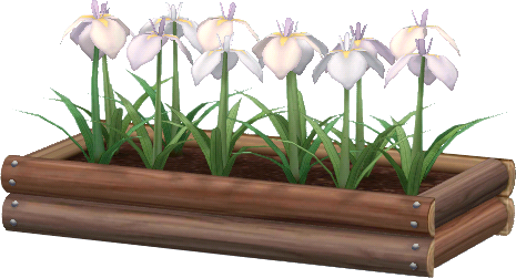 jardinière iris blancs