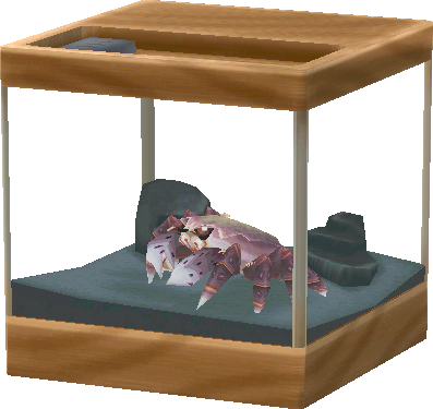 aquarium crabe velu