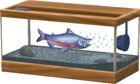 aquarium saumon