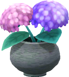 potted violet hydrangeas