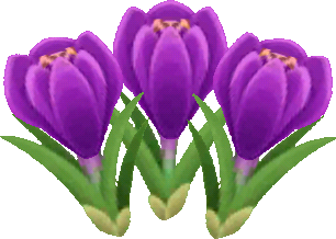 purple crocuses