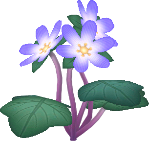 紫色報春花