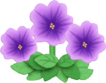 紫色碧冬茄