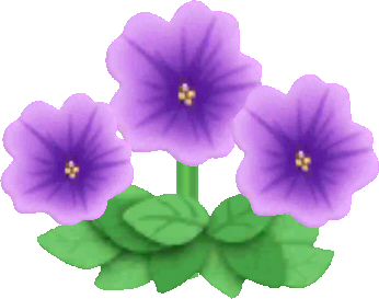 purple petunias