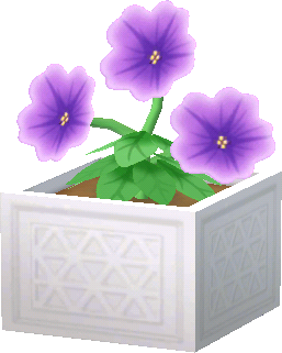 pétunias violets en pot