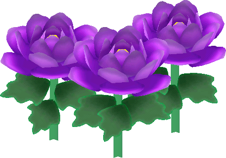 紫色牡丹
