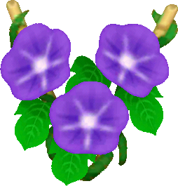 紫色牽牛花