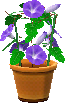 potted v. morning glories