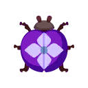 紫色繡球花瓢蟲