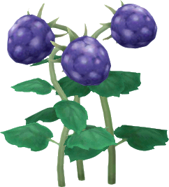 紫色木莓
