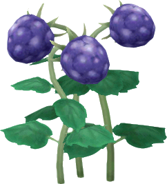 purple berries