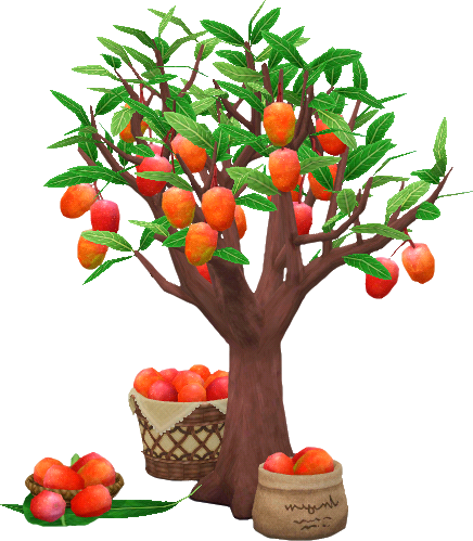 árbol mangos maduros