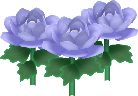 紫藤色牡丹