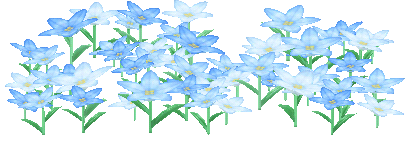 parterre fleurs bleues