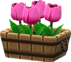 pink tulips