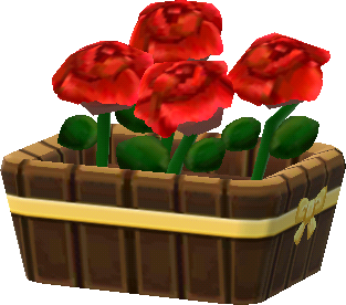 potted red roses
