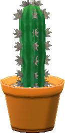 mini cactus lungo