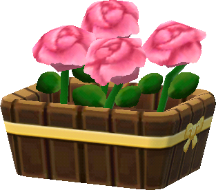 potted pink roses
