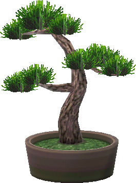 ponderosa bonsái