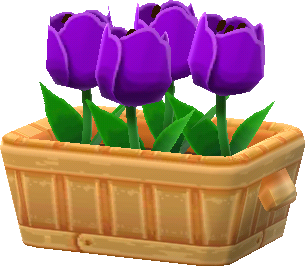 tulipán violeta