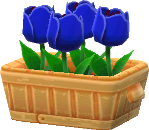 blue tulips