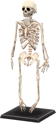 modelo esqueleto