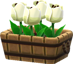 tulipán blanco