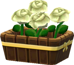 potted white roses
