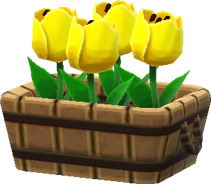 yellow tulips