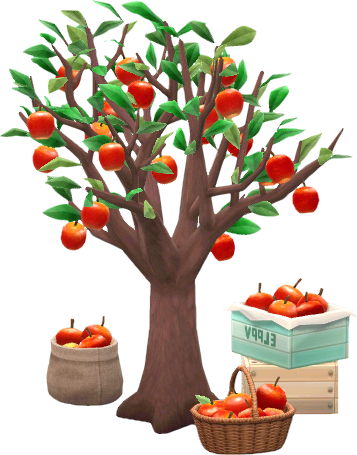 big orchard apple tree