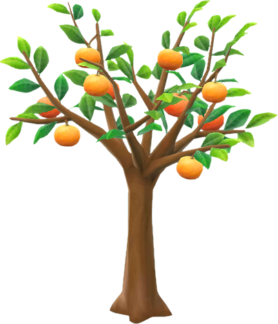 orchard orange tree