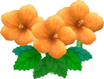 fiore di ibisco arancio