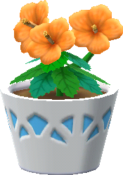 hibiscus orange en pot