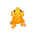 Orange-Zauberfrosch