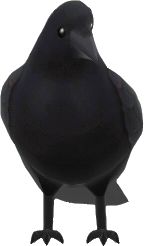 cuervo negro